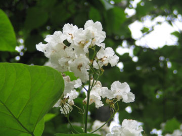 catalpa_1.jpg