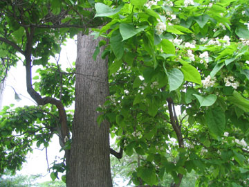 catalpa_3.jpg