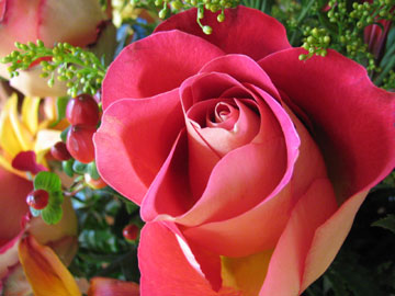 roses_2.jpg