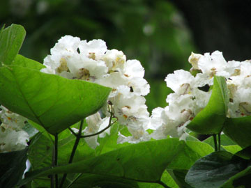 Catalpa Trees - Wedding Trees