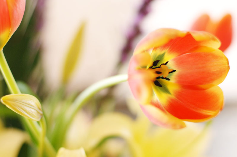 tulips_1