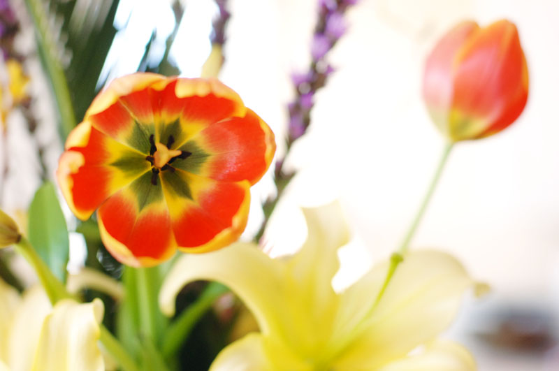 tulips_2