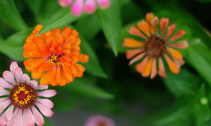 zinnia