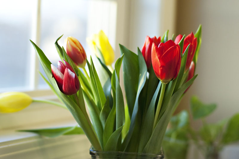 tulipbouquet