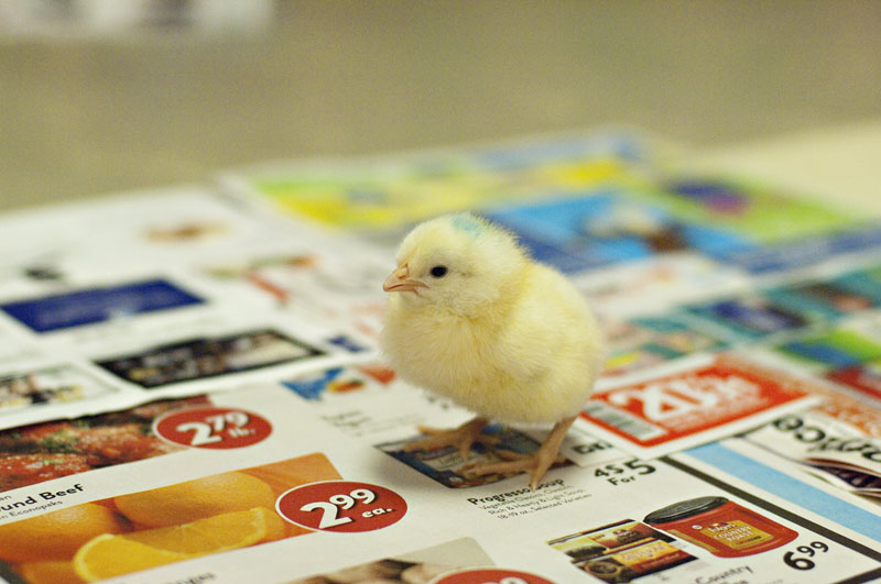 r_chick_03