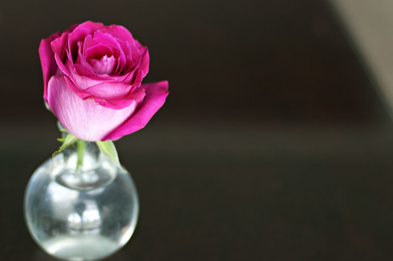 budvase_rose_02_r