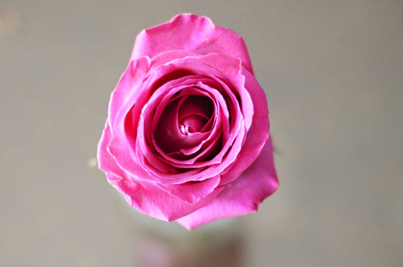 budvase_rose_03_r