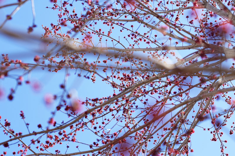 spring_tree