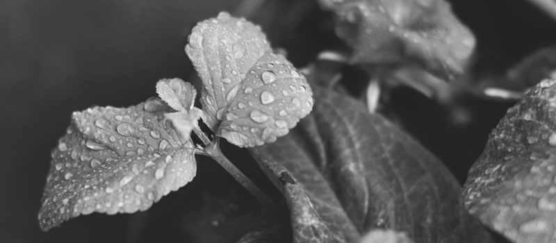 plant_rain_bw