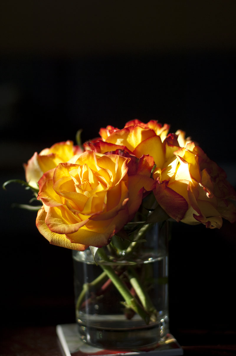 yellowredroses