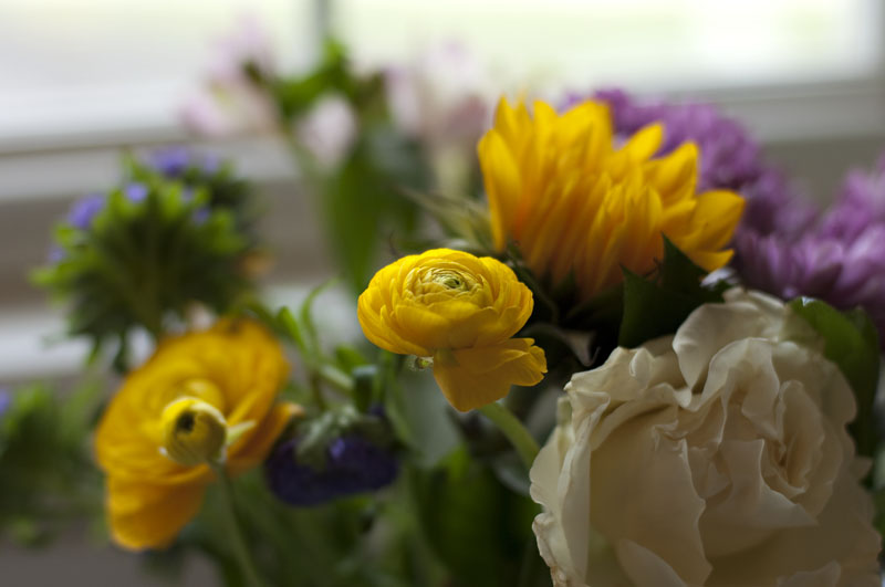 ranunculus_2