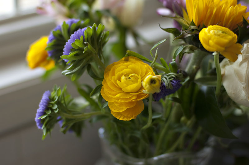 ranunculus_3