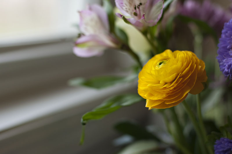 ranunculus_4