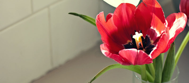 renew_tulip_red