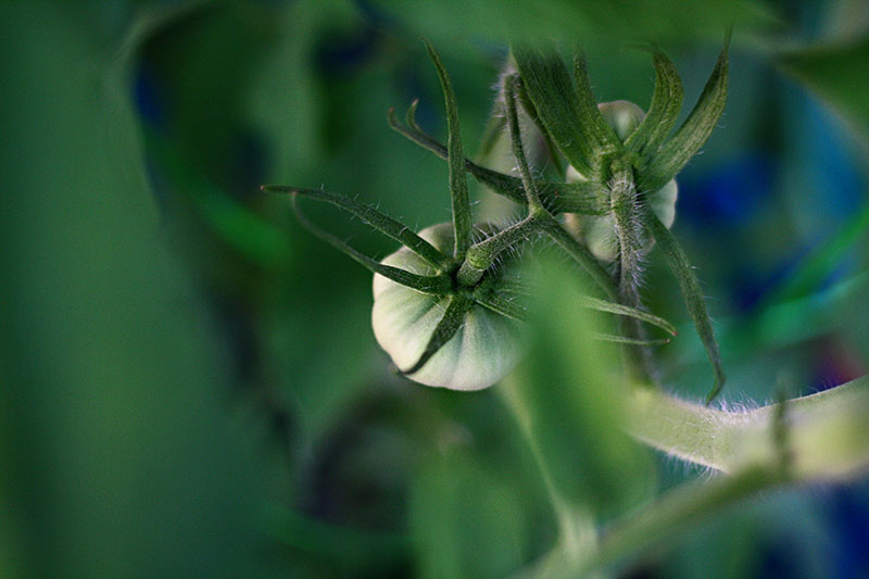 tomatobabies