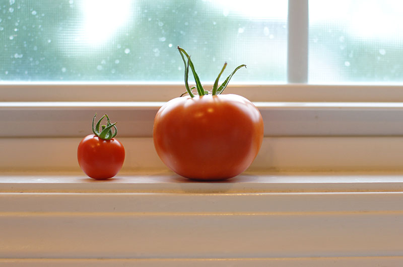 tomatoes_bigandlittle