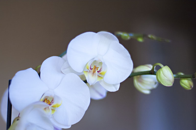 r_05_orchid