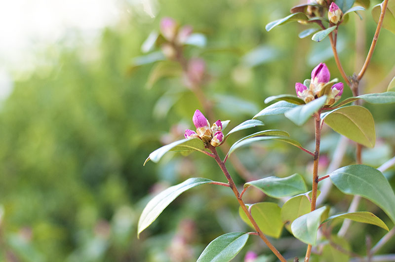 2017_azalea_green