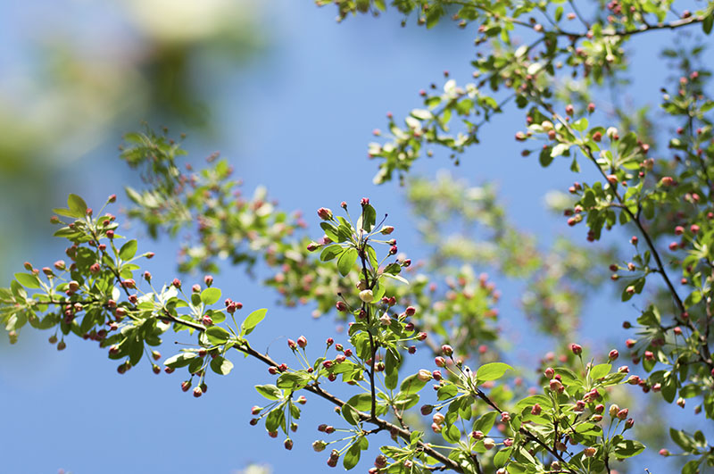 2017_buds_tree