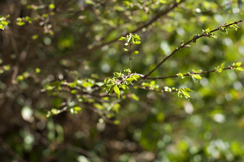 burningbush_green_back