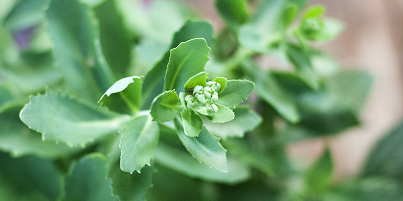 r_sedum_green_closeup