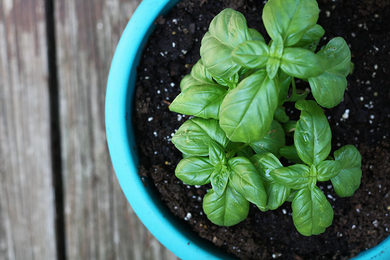 basil_green_herbs