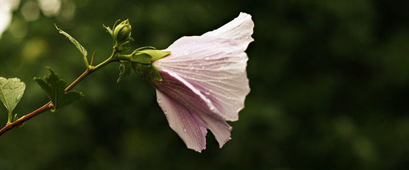 beauty_rose_hibiscus