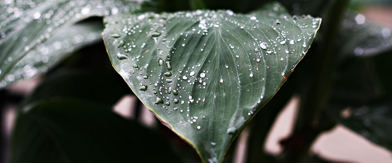 rain_leaf_job